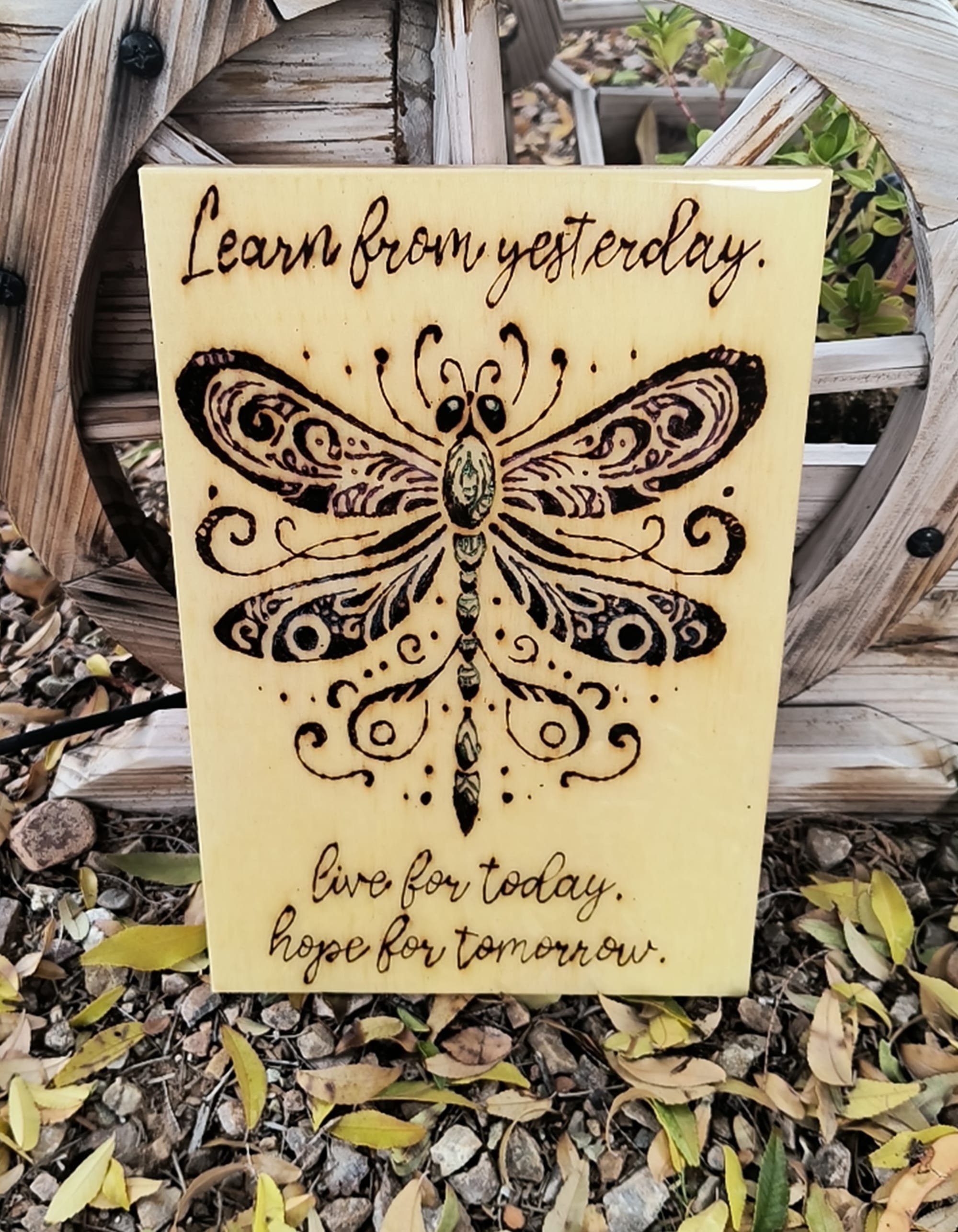 Live Dragonfly ($15)