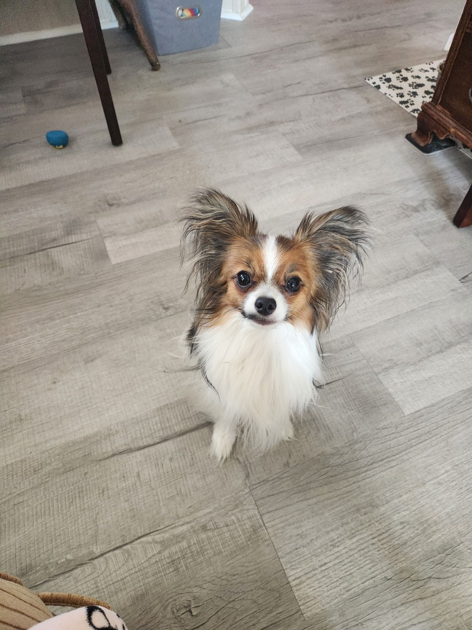 Beau (Walle x Willow 2/16/24)