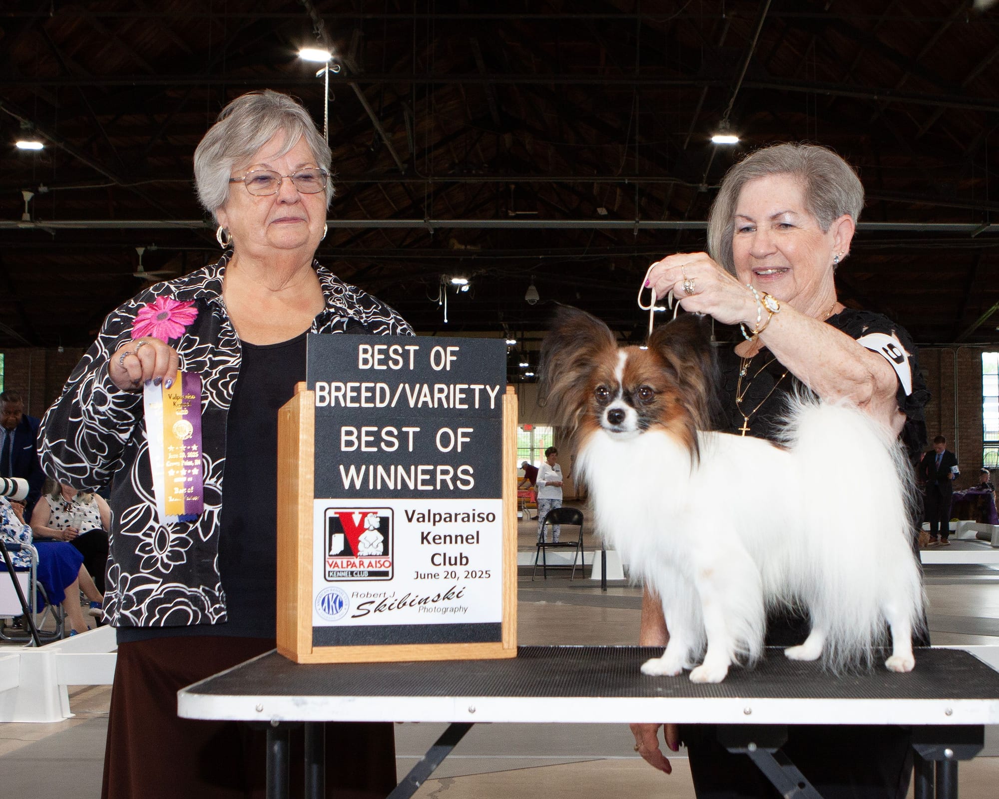 AKC Major Pointed UKC Group Placing Perfect Teddy Bear Dream ATT FDC DCAT CA