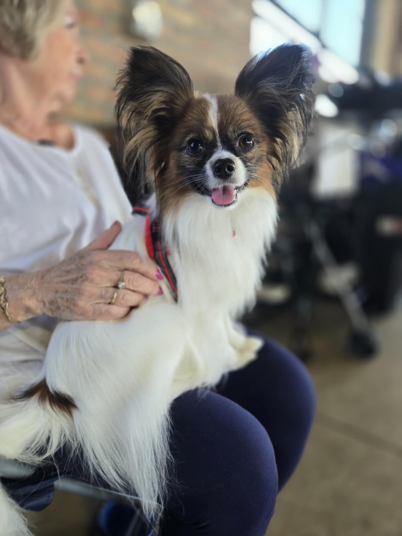 AKC Major Pointed UKC Group Placing Perfect Teddy Bear Dream ATT FDC DCAT CA