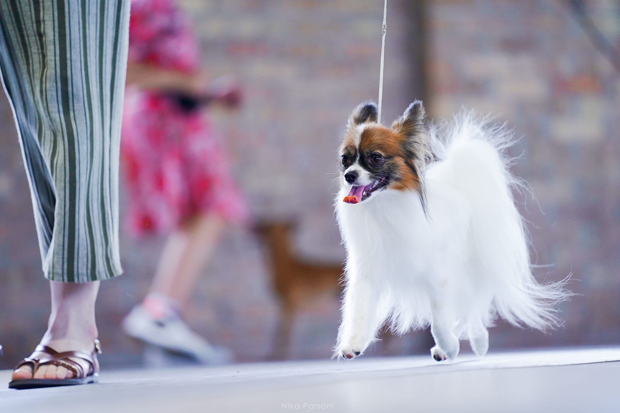 AKC Major Pointed UKC Group Placing Perfect Teddy Bear Dream ATT FDC DCAT CA