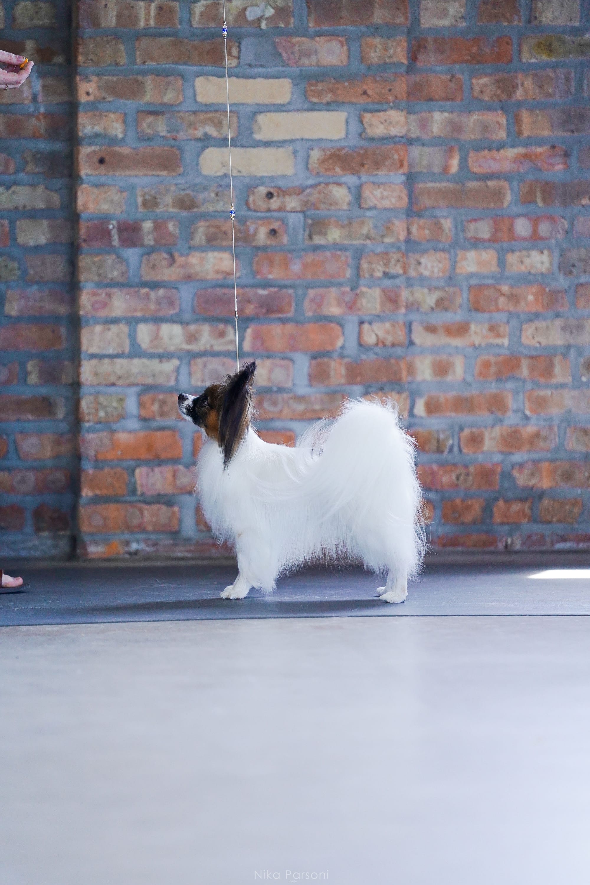 AKC Major Pointed UKC Group Placing Perfect Teddy Bear Dream ATT FDC DCAT CA