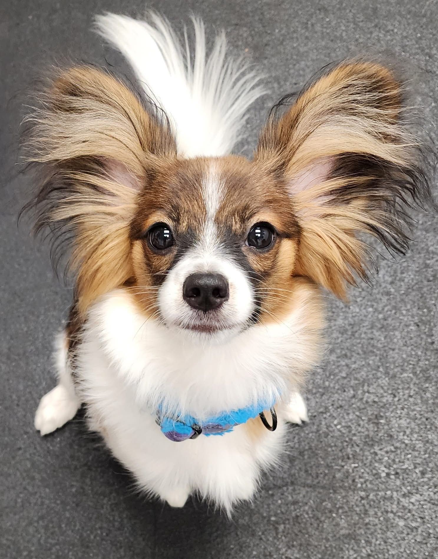 UKC Pointed Edgewater’s Little Dragon TKI VHMP VHMA CGC