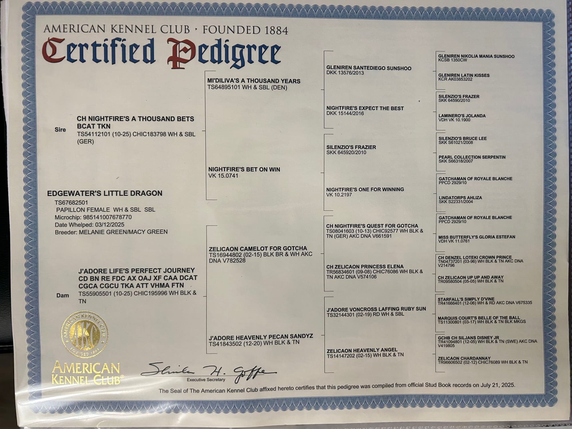 UKC Pointed Edgewater’s Little Dragon TKI VHMP VHMA CGC