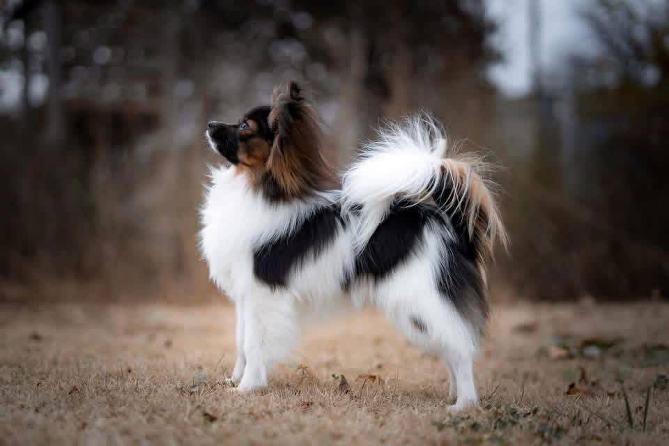 Casserole CGCA TKA (Journey x Fritz 3/12/25)