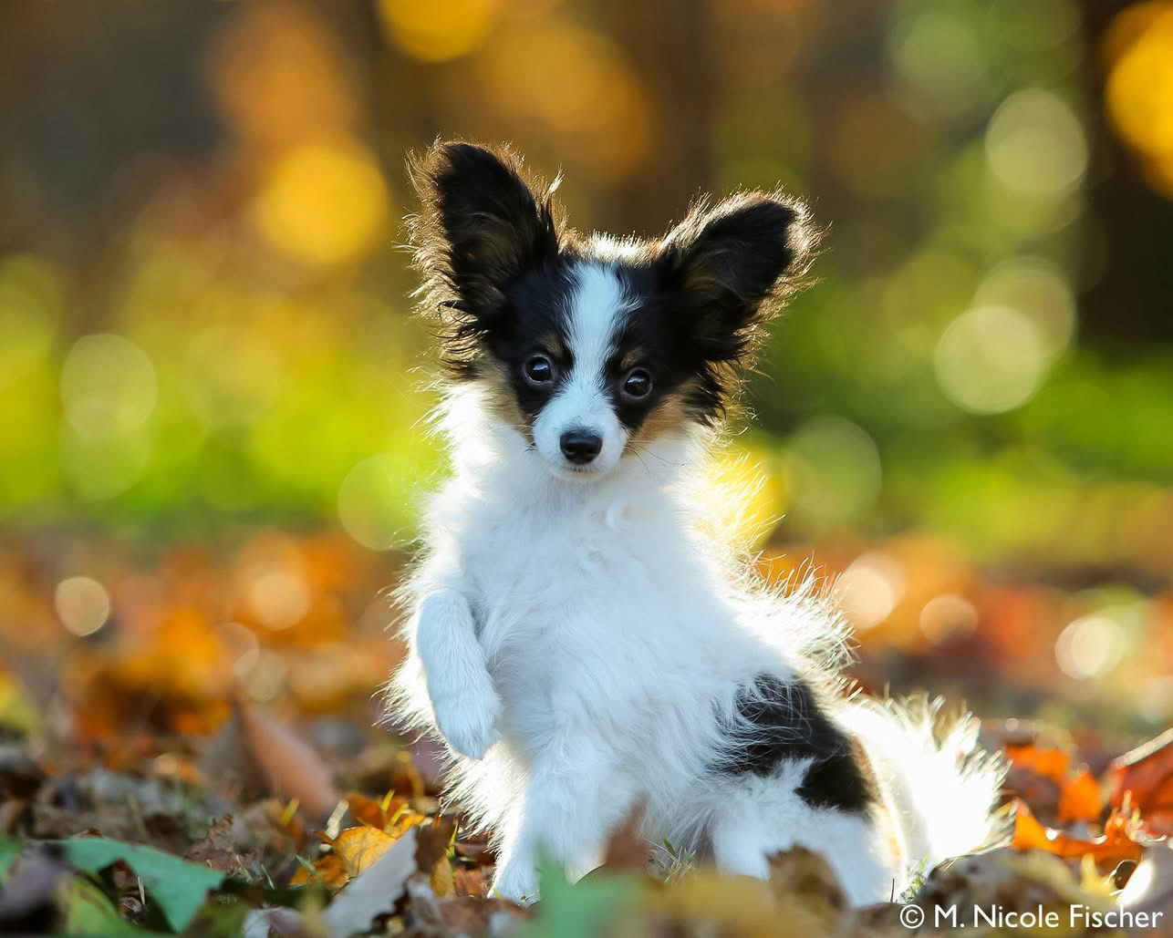 Reaper (Walle x Willow 7/22/25)