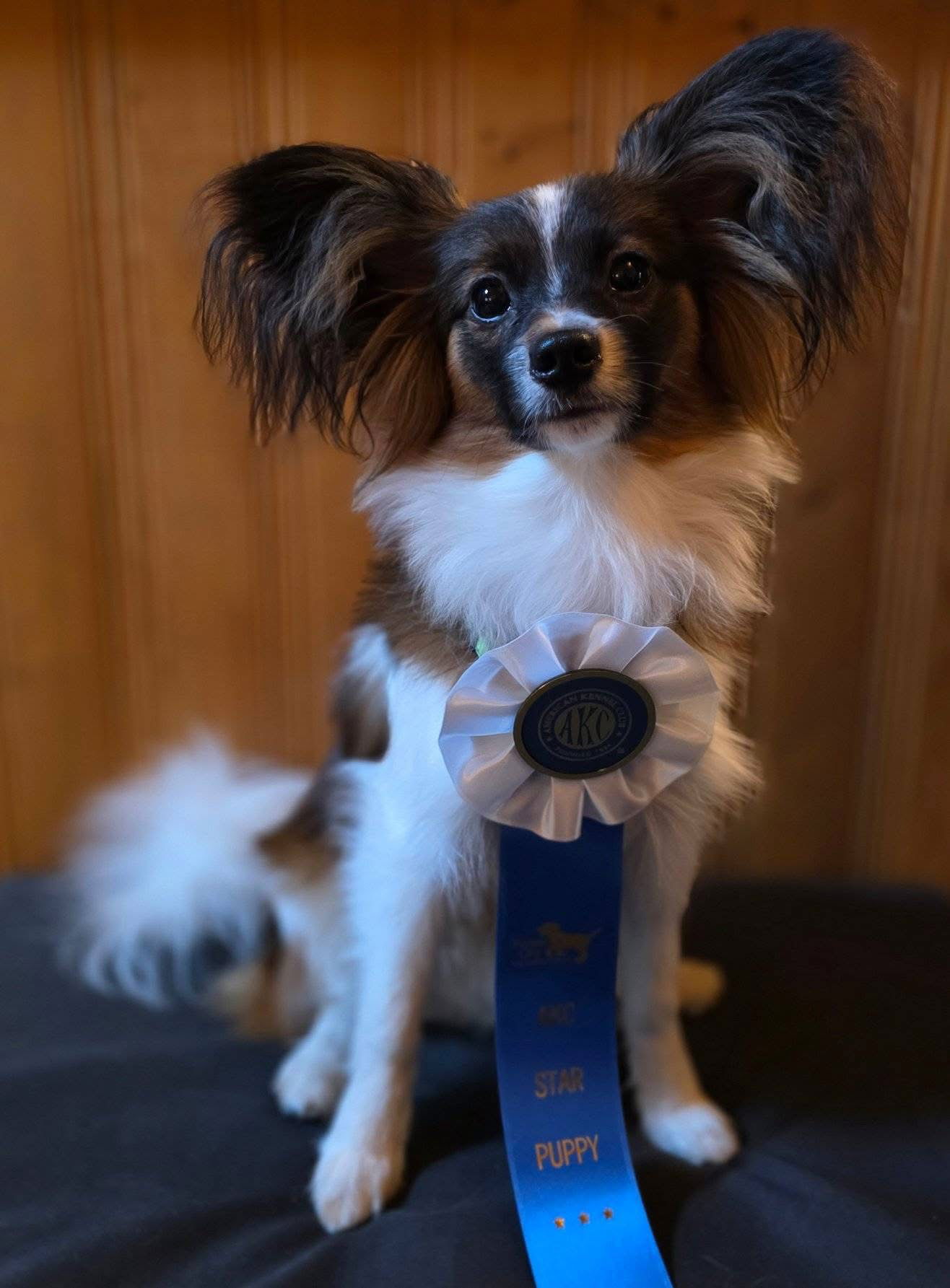 Dream STR (Journey x Fritz 3/12/25)