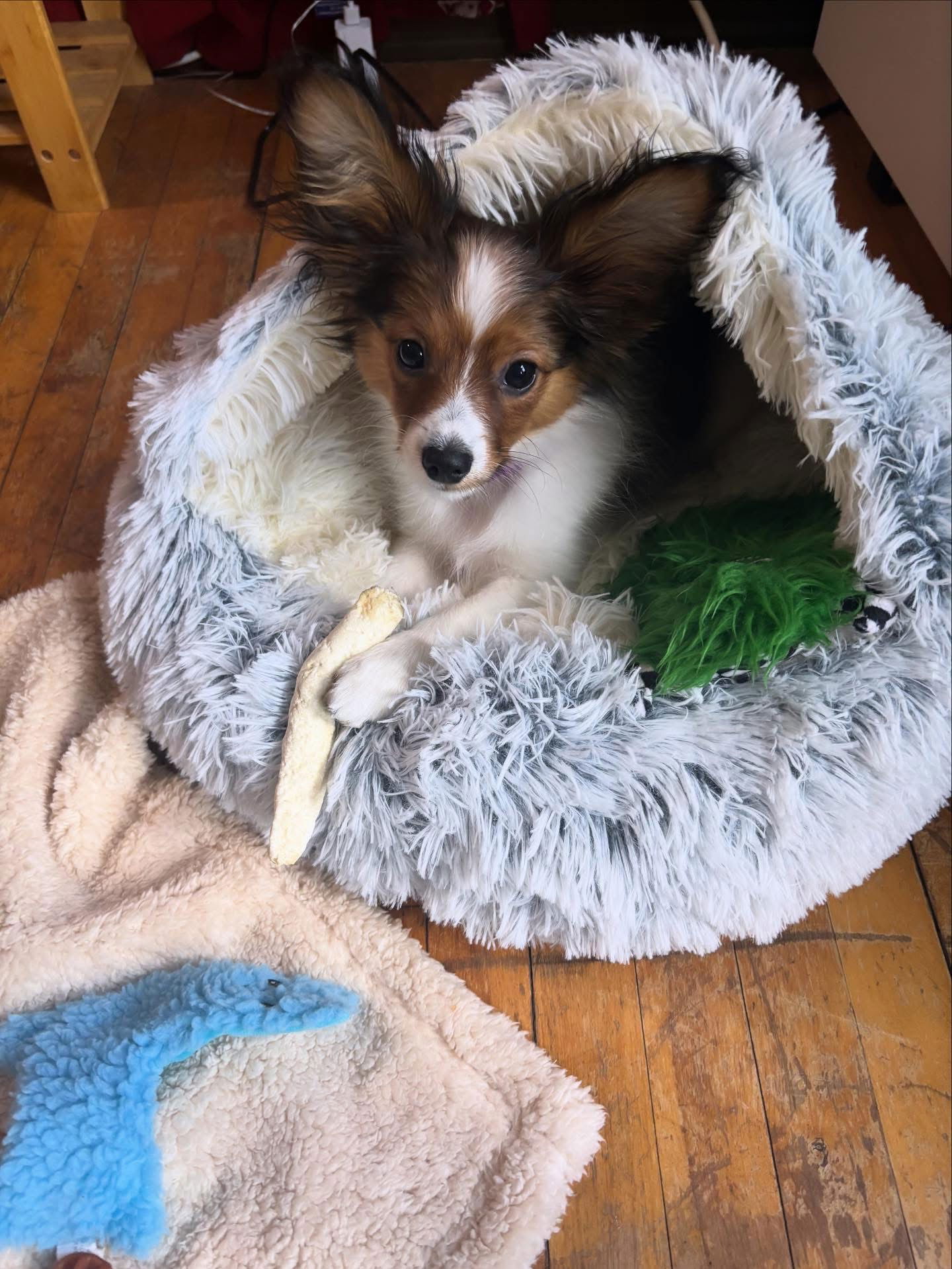 Jasper (Walle x Willow 7/22/25)