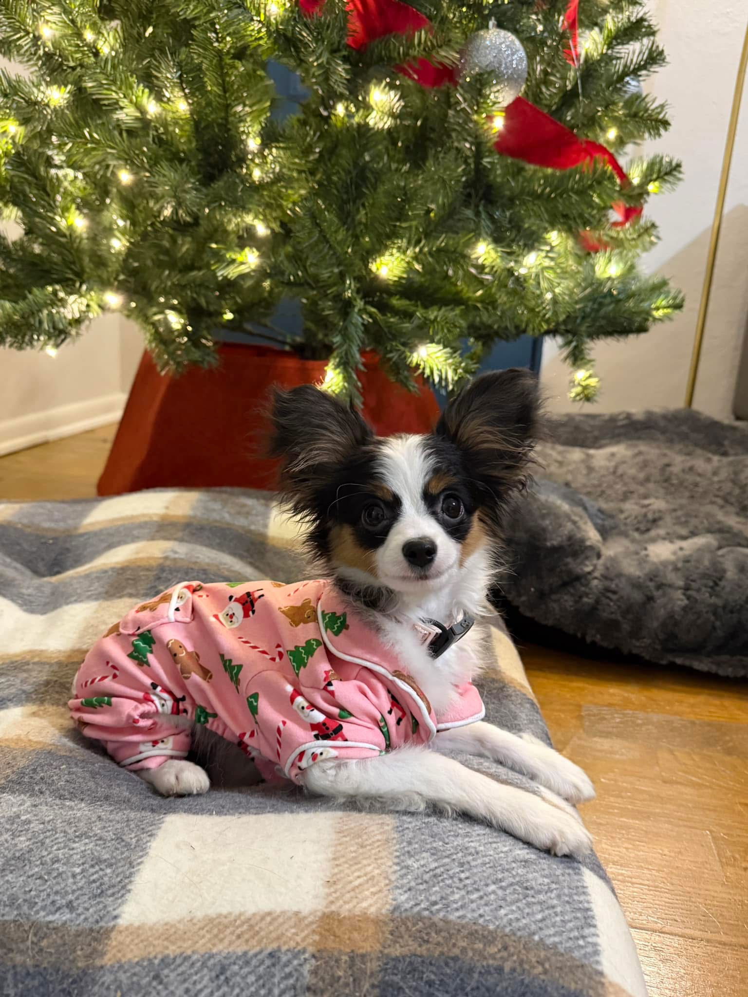 Bug (Walle x Willow 7/22/25)