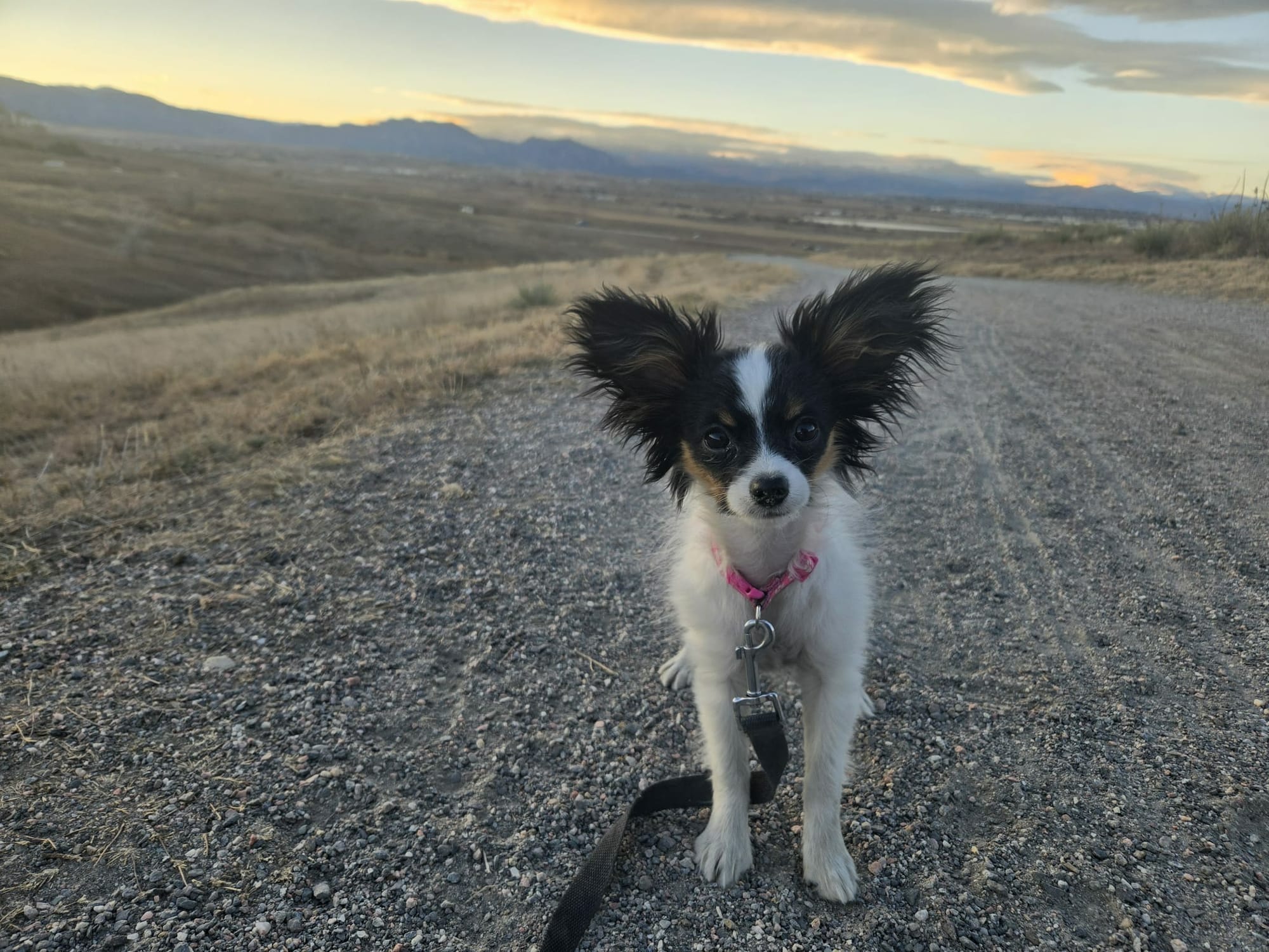 Mica (Walle x Willow 7/22/25)