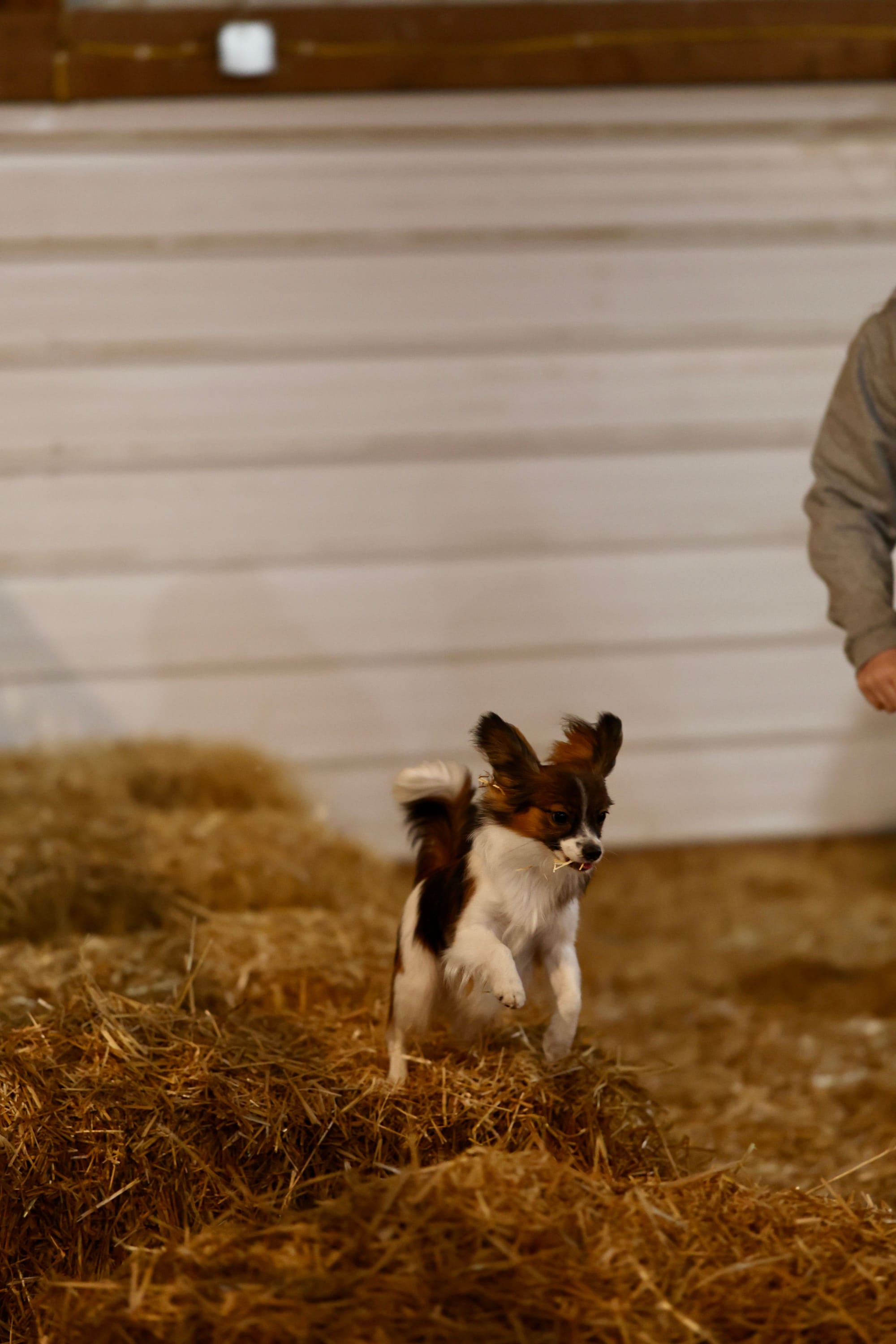 UKC/AKC Pointed Edgewater’s Little Dragon TKI VHMP VHMA CGC