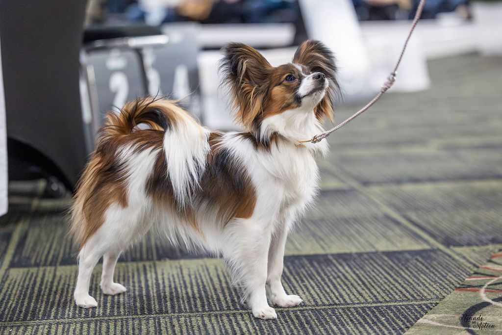 UKC/AKC Pointed Edgewater’s Little Dragon TKI VHMP VHMA CGC VSWB