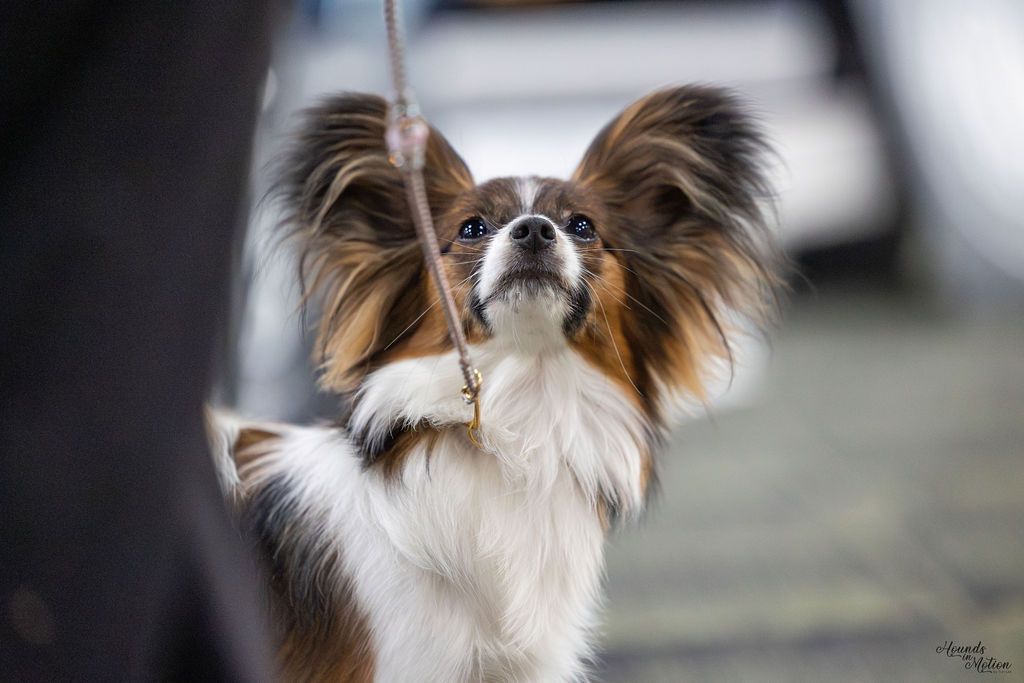 UKC/AKC Pointed Edgewater’s Little Dragon TKI VHMP VHMA CGC VSWB