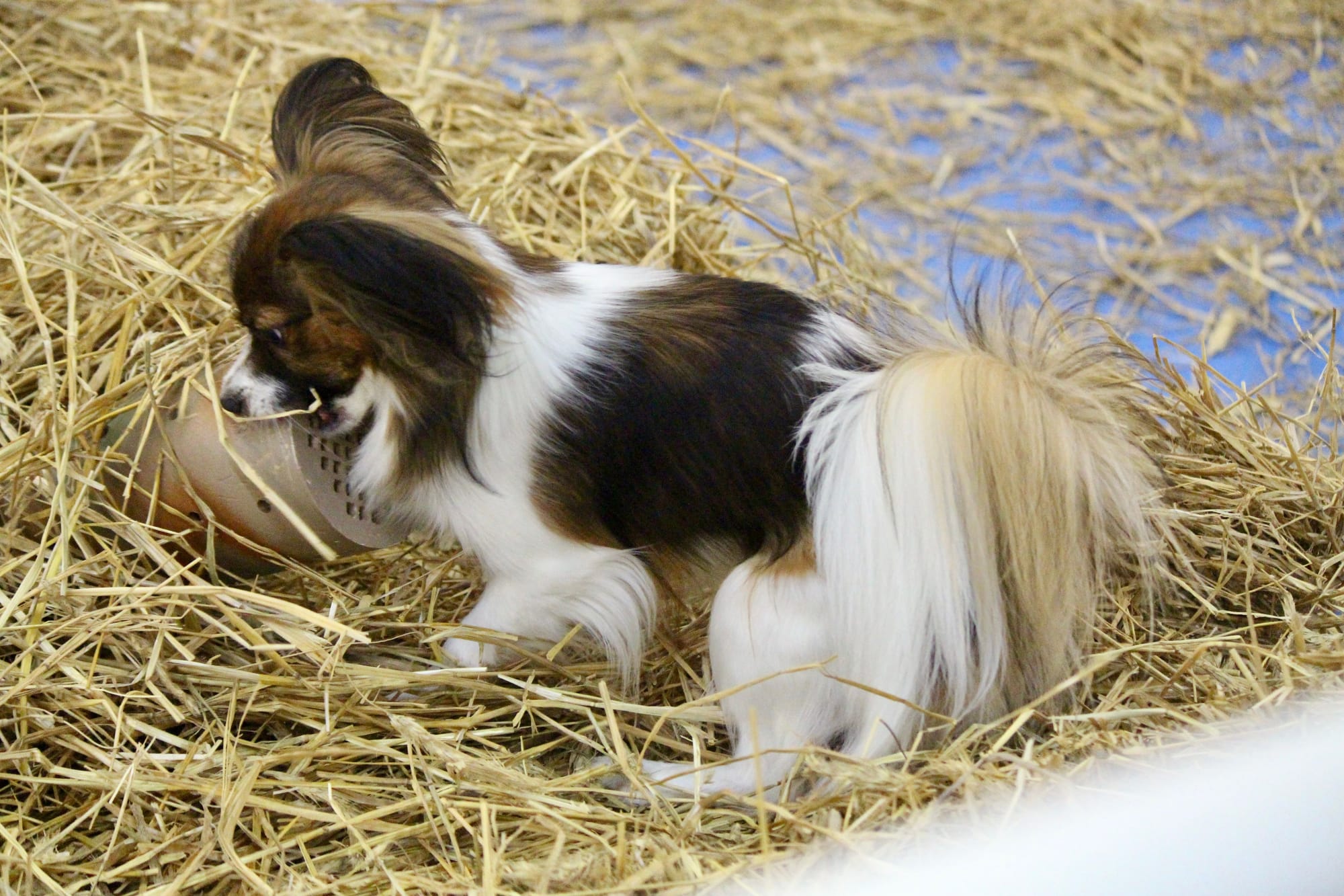 AKC Pointed UCH Edgewater’s Little Dragon TKI VHMP VHMA CGC VSWB RN RATI RATN