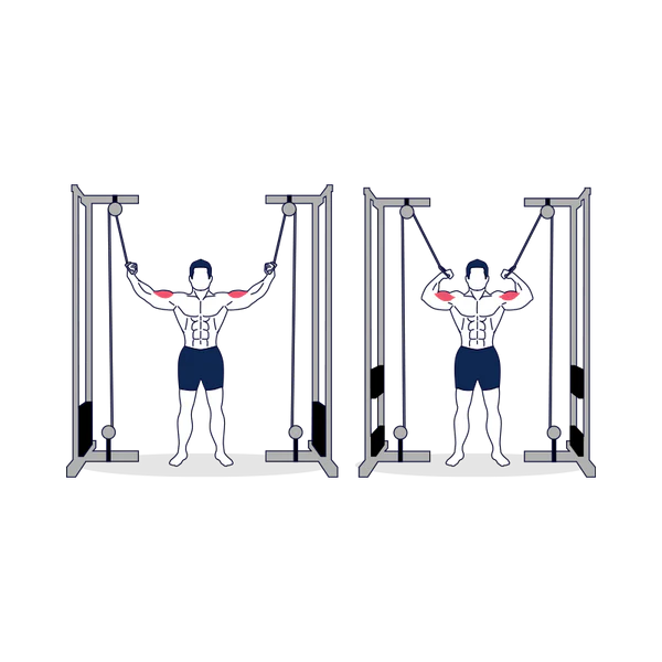Cable Curl (High Pulley)