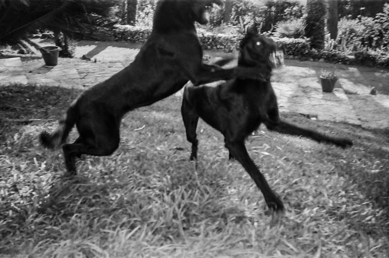 Shot with Ilford HP5 Black and White Plus 400 (35mm)