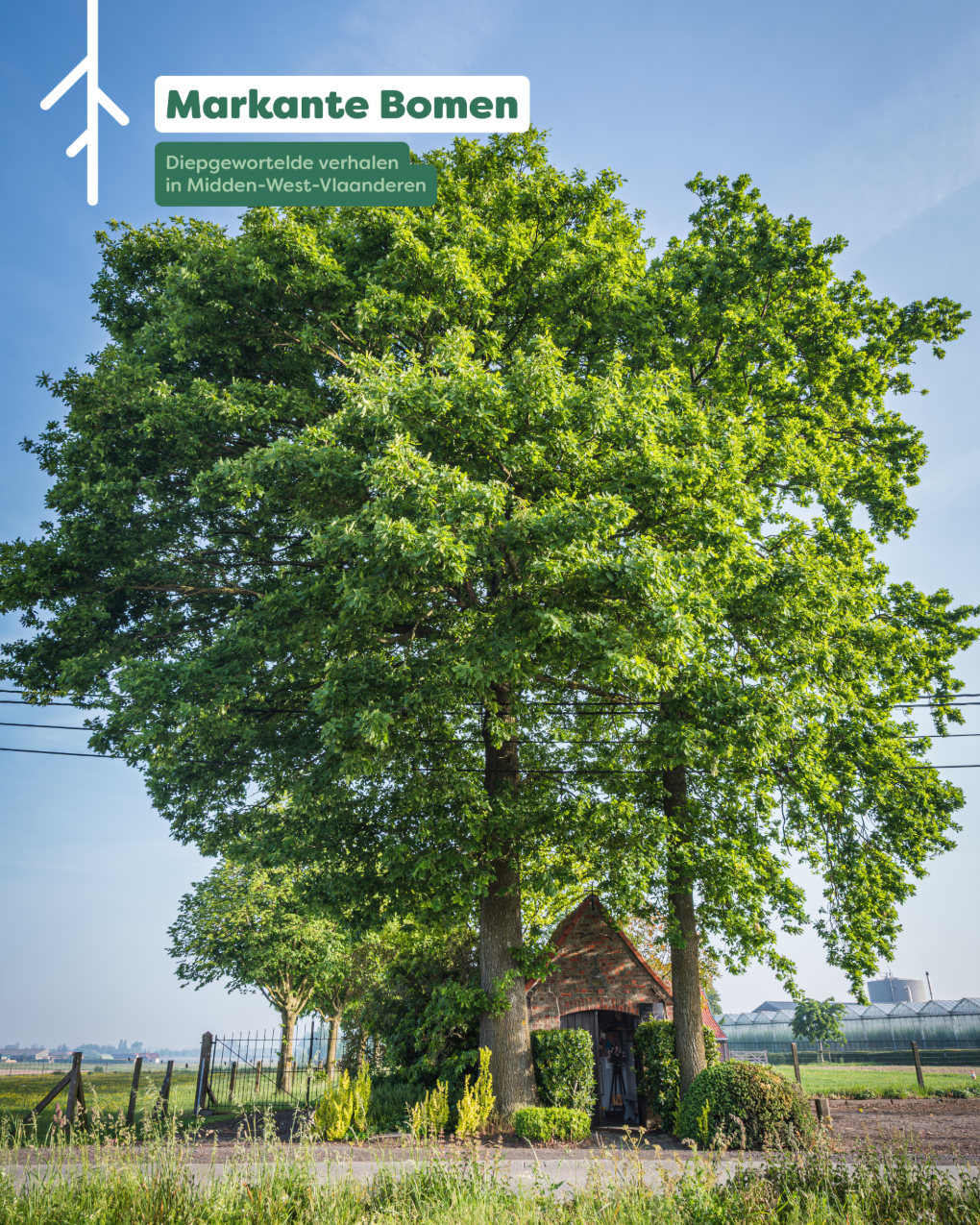 MARKANTE BOMEN