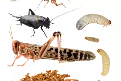 Welcome to Molly’s K9 Pals |  Bugs 2 Your Door image