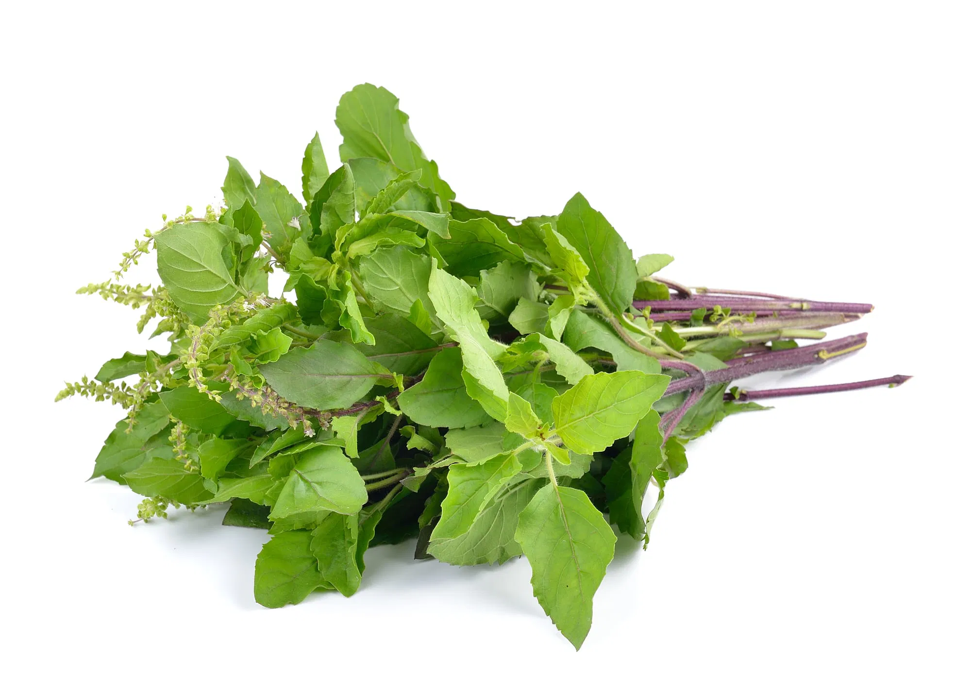 Basil Hydrosol - Egypt