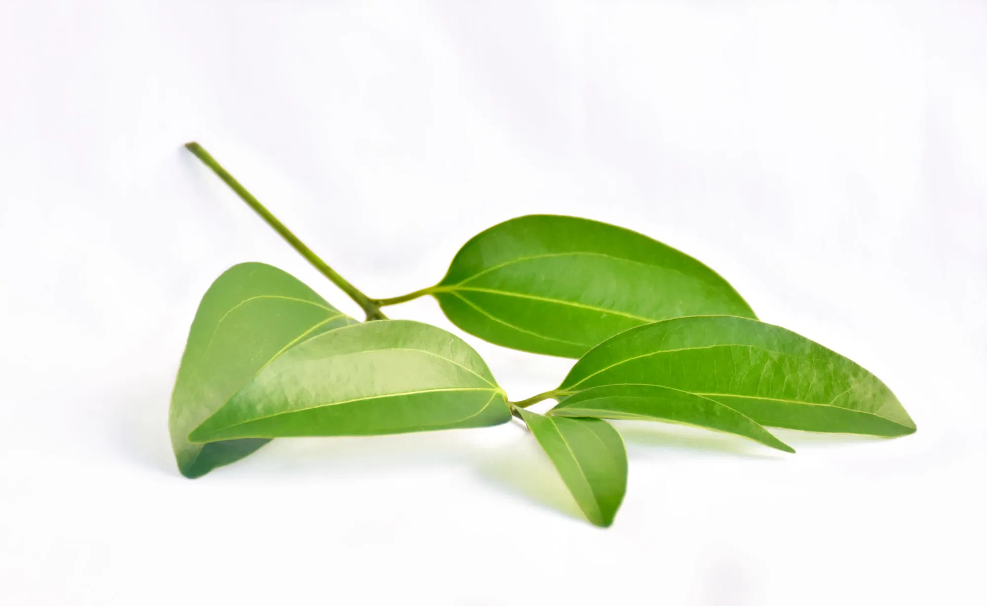 Cinnamon leaf infusion