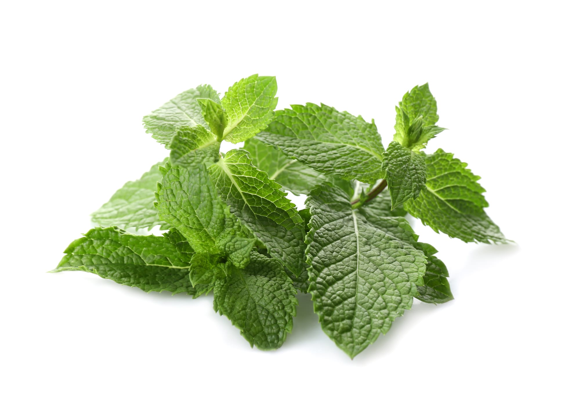 Mint, Peppermint Oil - China