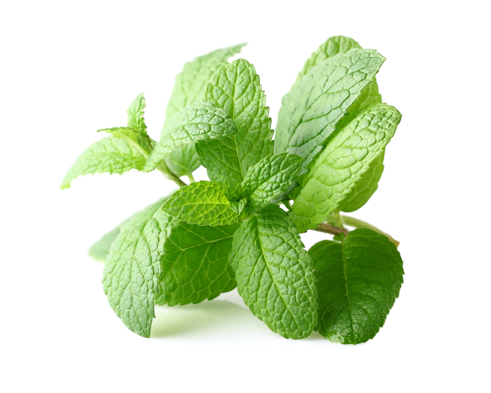 Mint, Spearmint Oil - Egypt