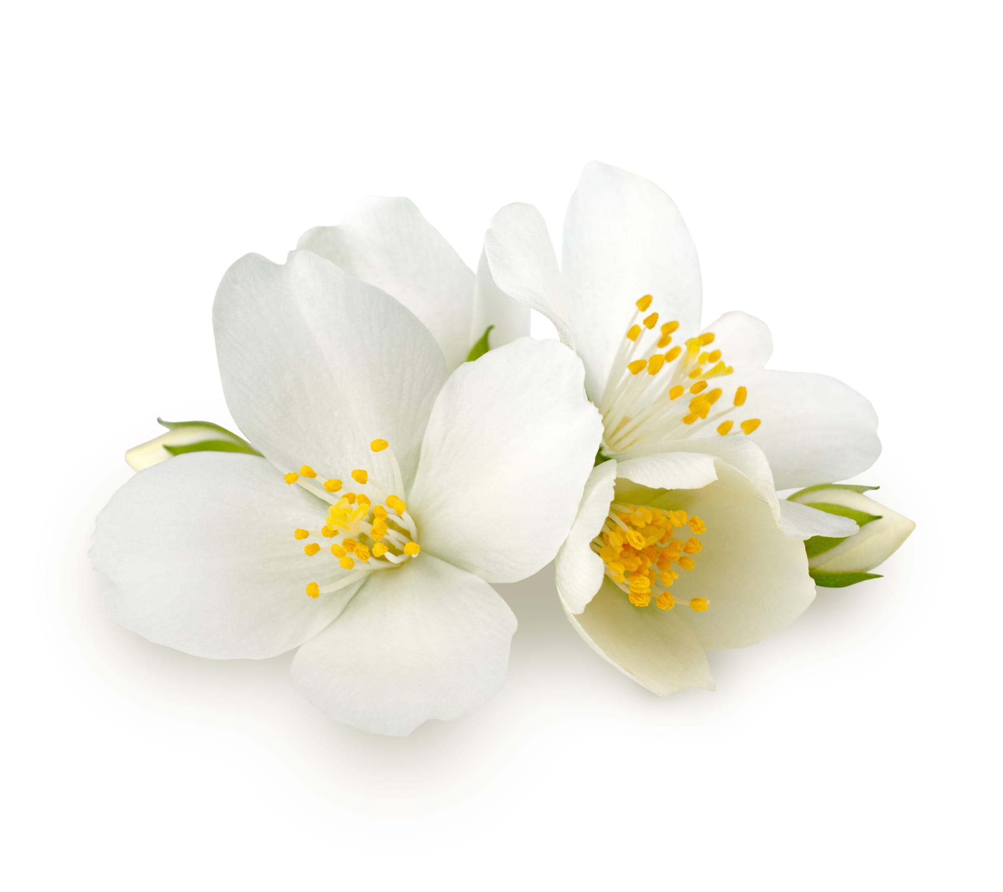 Jasmine Hydrosol - Egypt