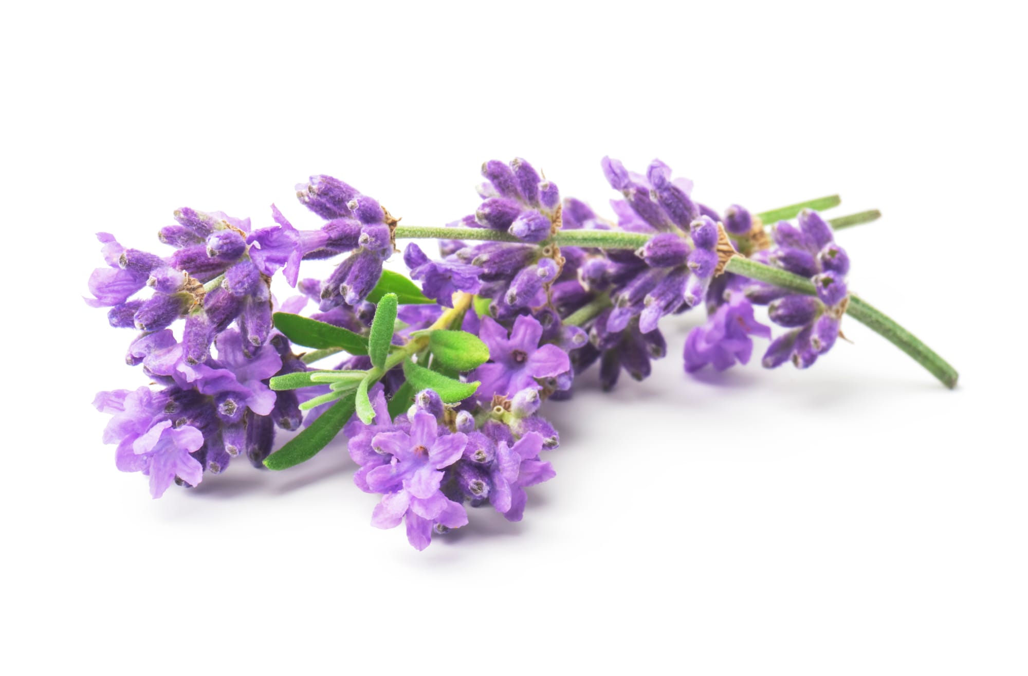 Lavender Hydrosol - Egypt