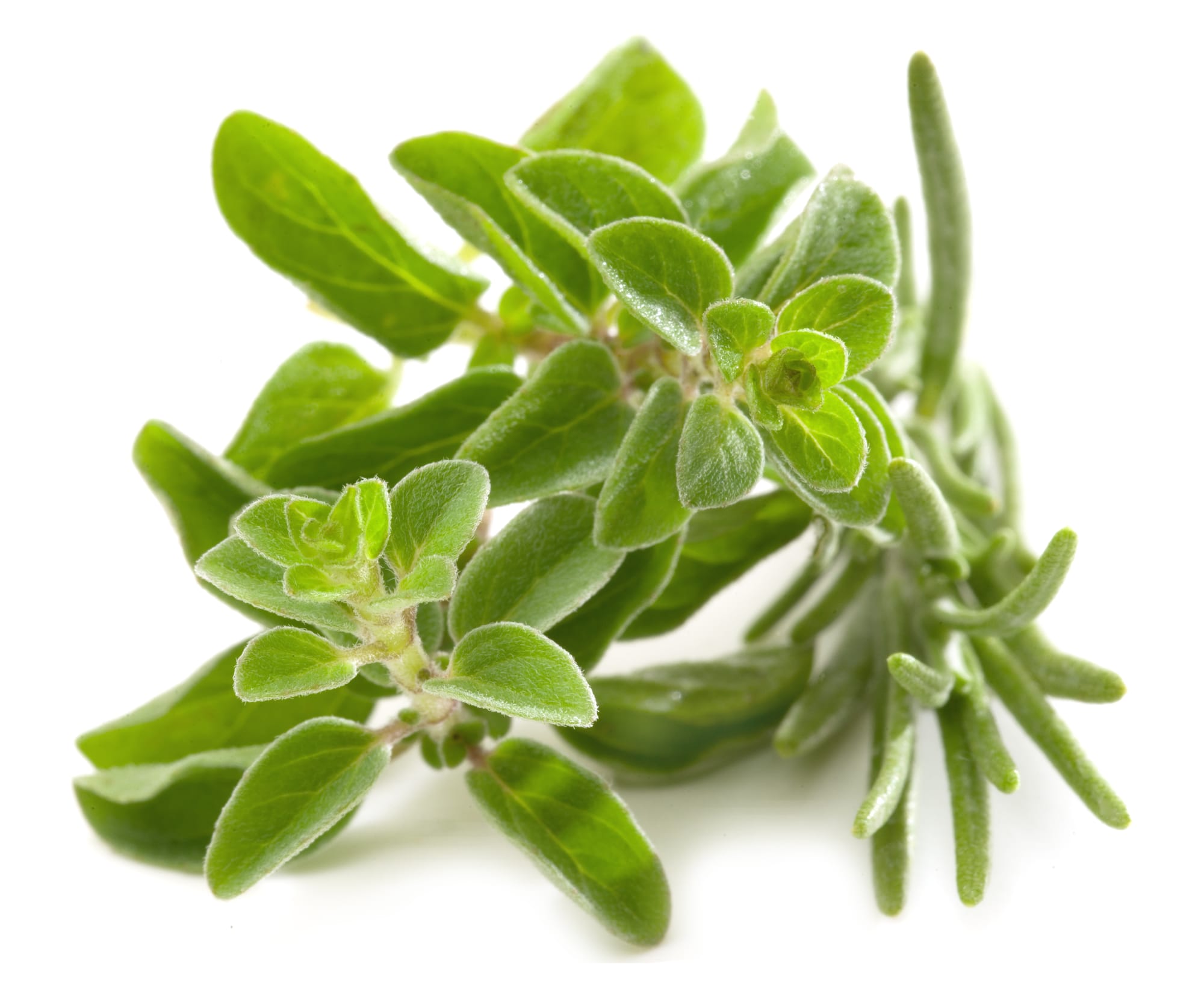 Marjoram Hydrosol - Egypt