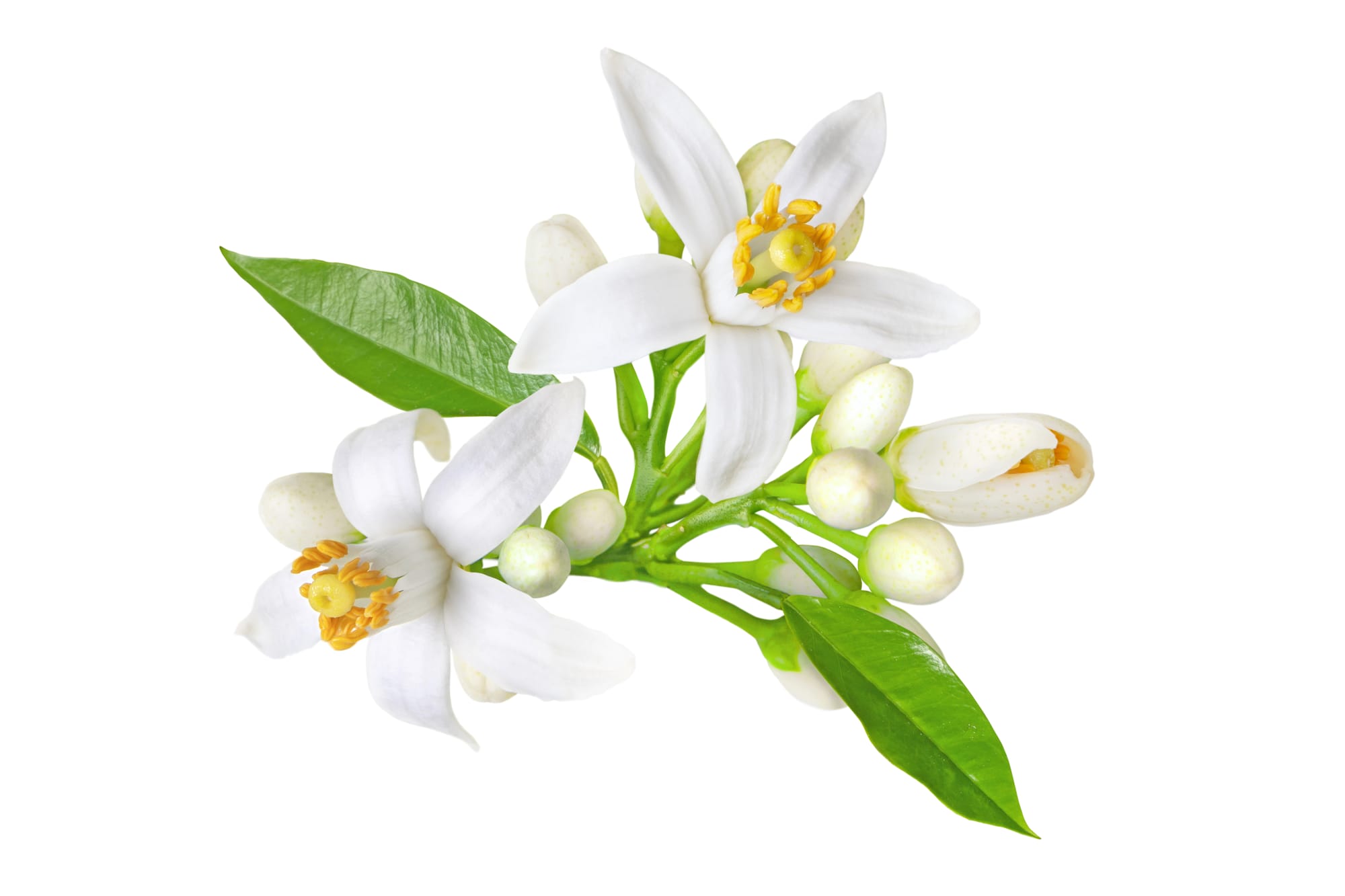 Neroli Hydrosol - Egypt