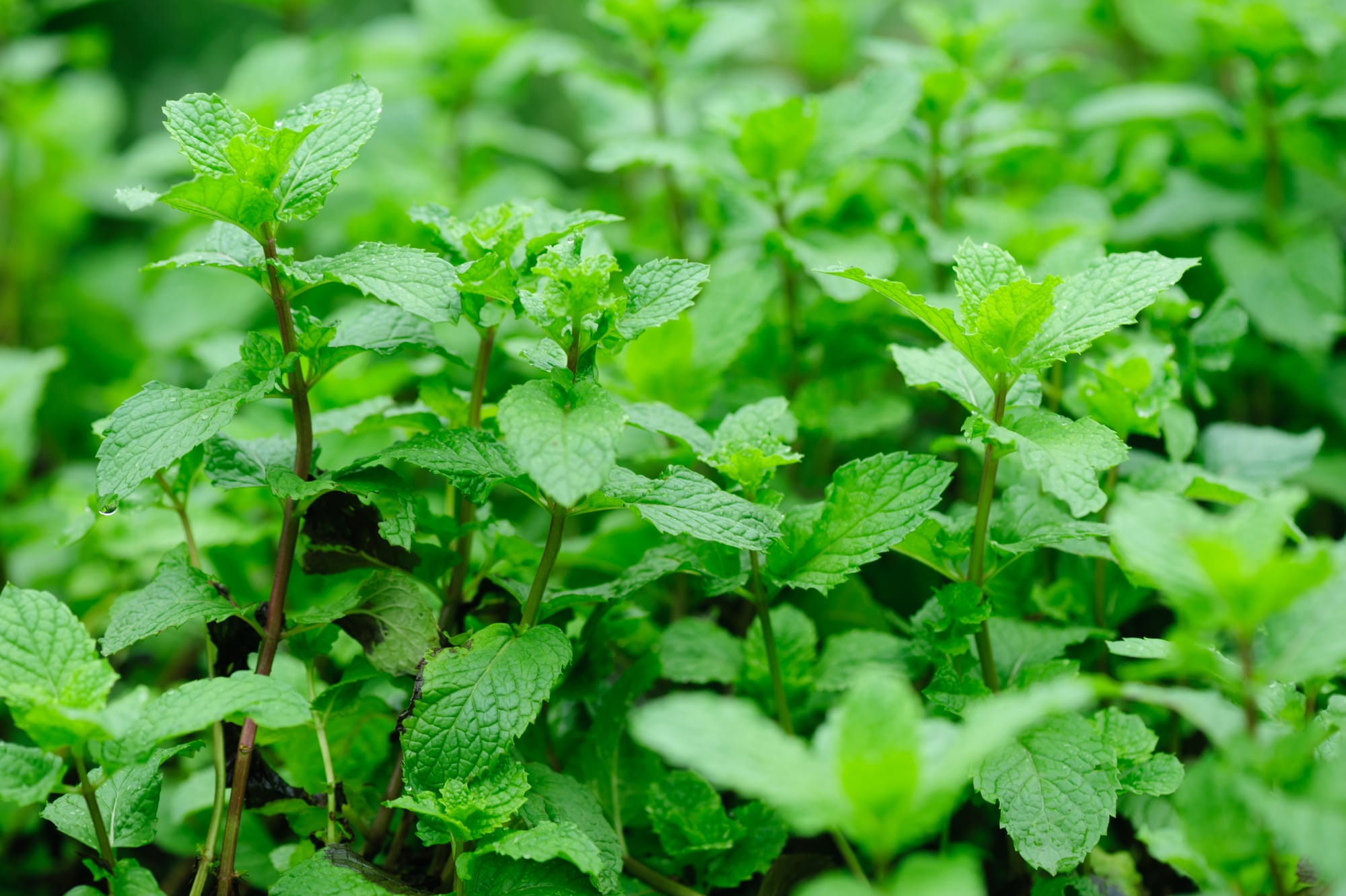 Peppermint Hydrosol - Egypt
