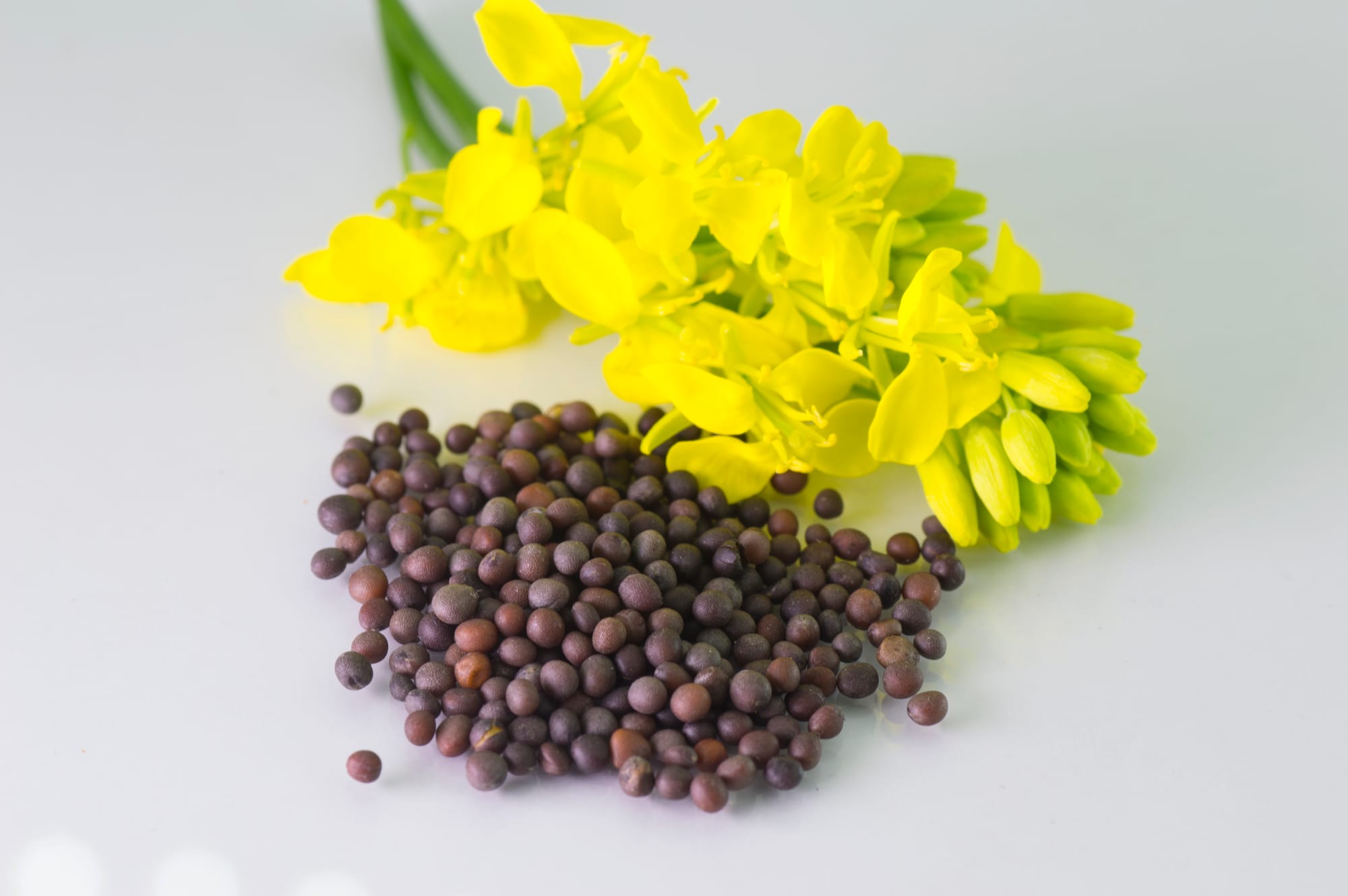 Canola Oil - Egypt