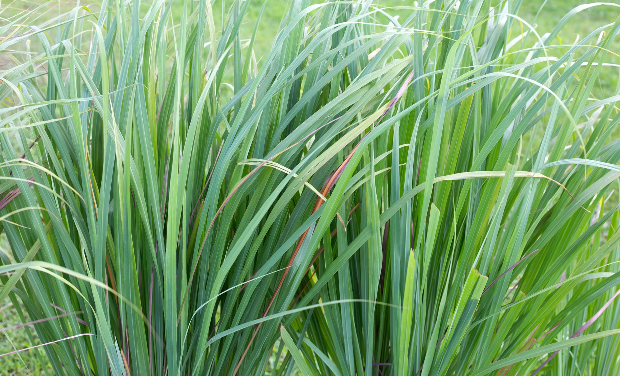 Citronella Oil - india