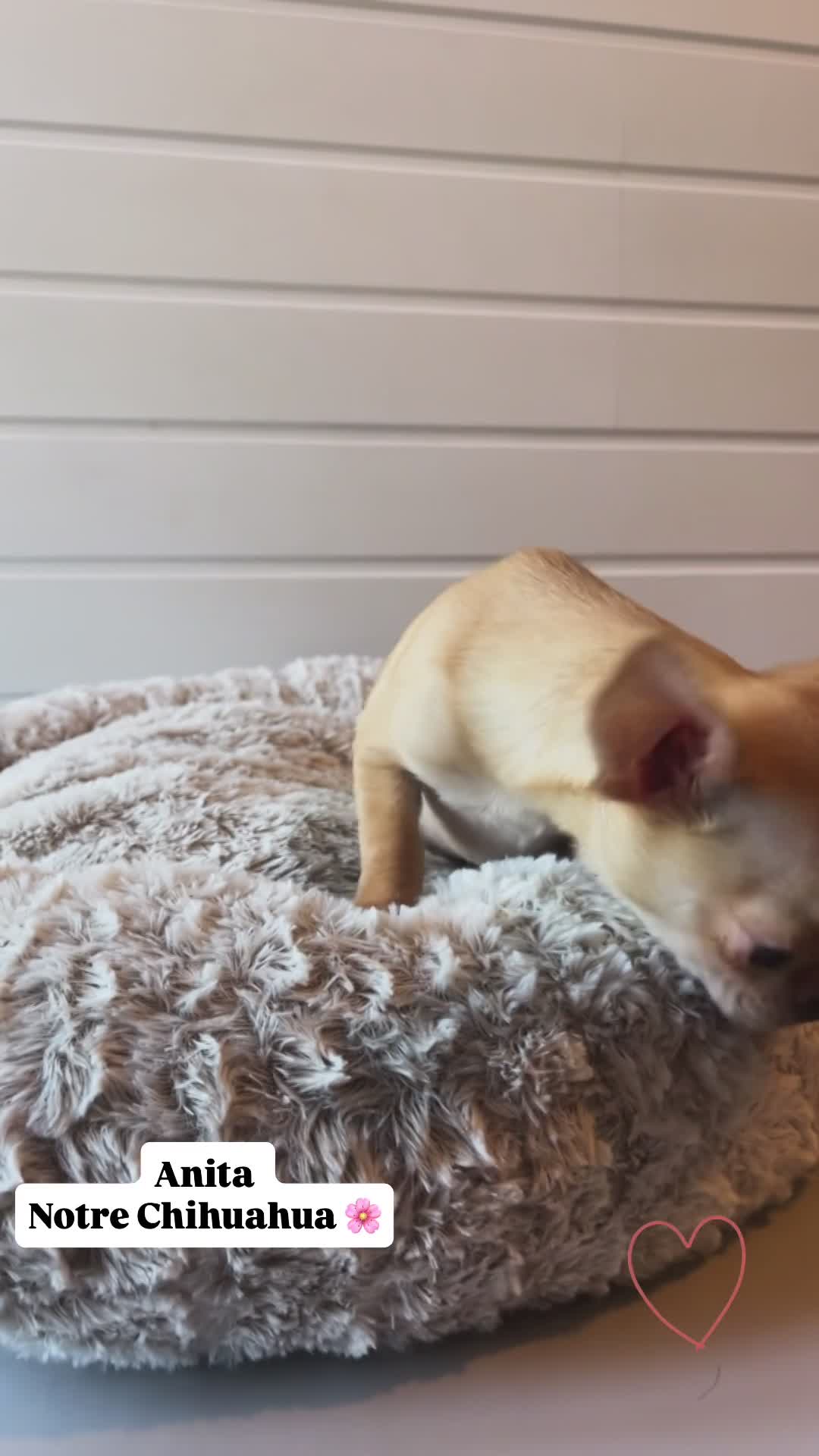 ANITA, femelle née le 02/12/2025 LOF 