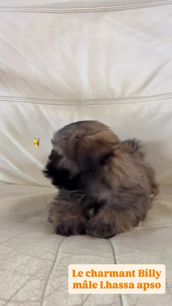 BILLY, mâle né le 29/01/26 LOF