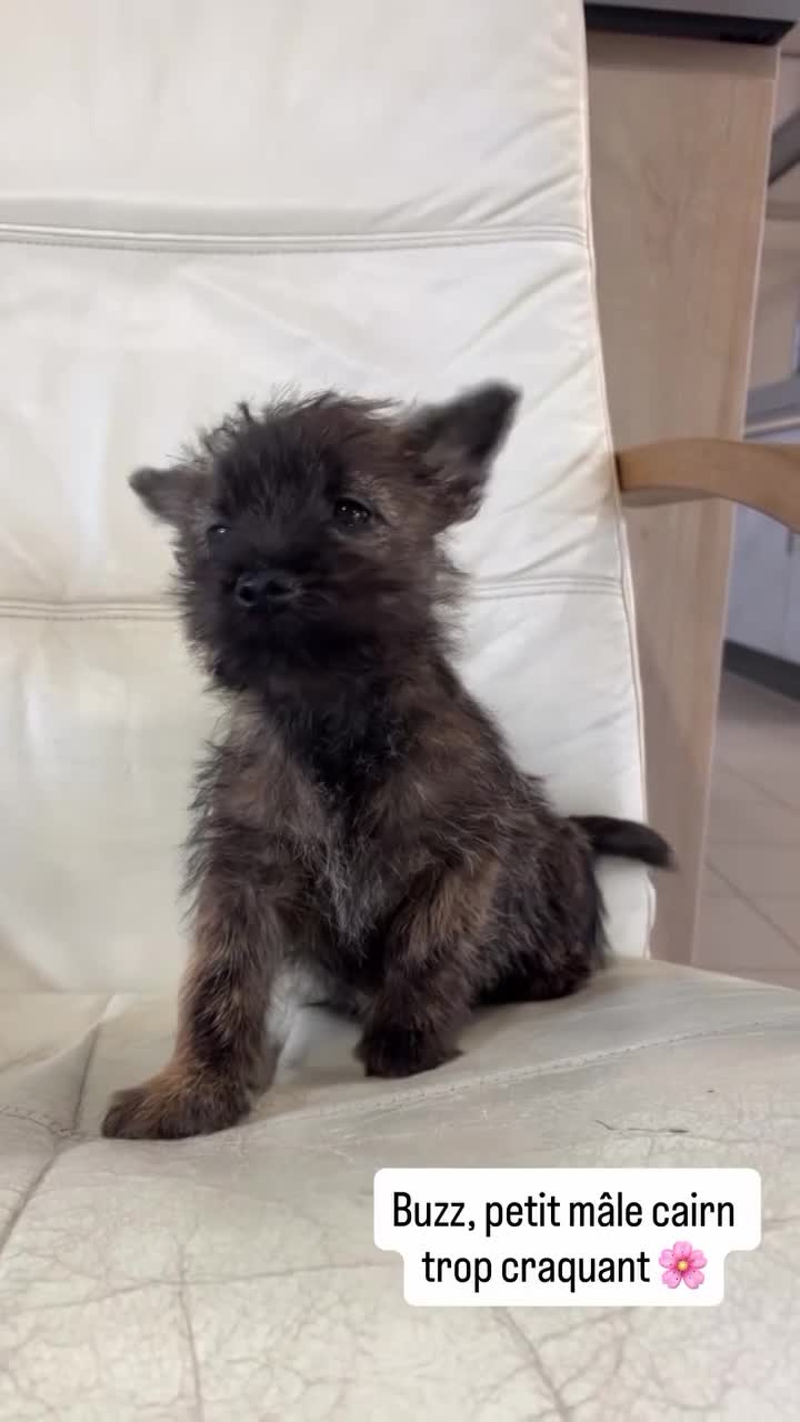 Buzz, mâle né le 18/01/26 non LOF (parents LOF)