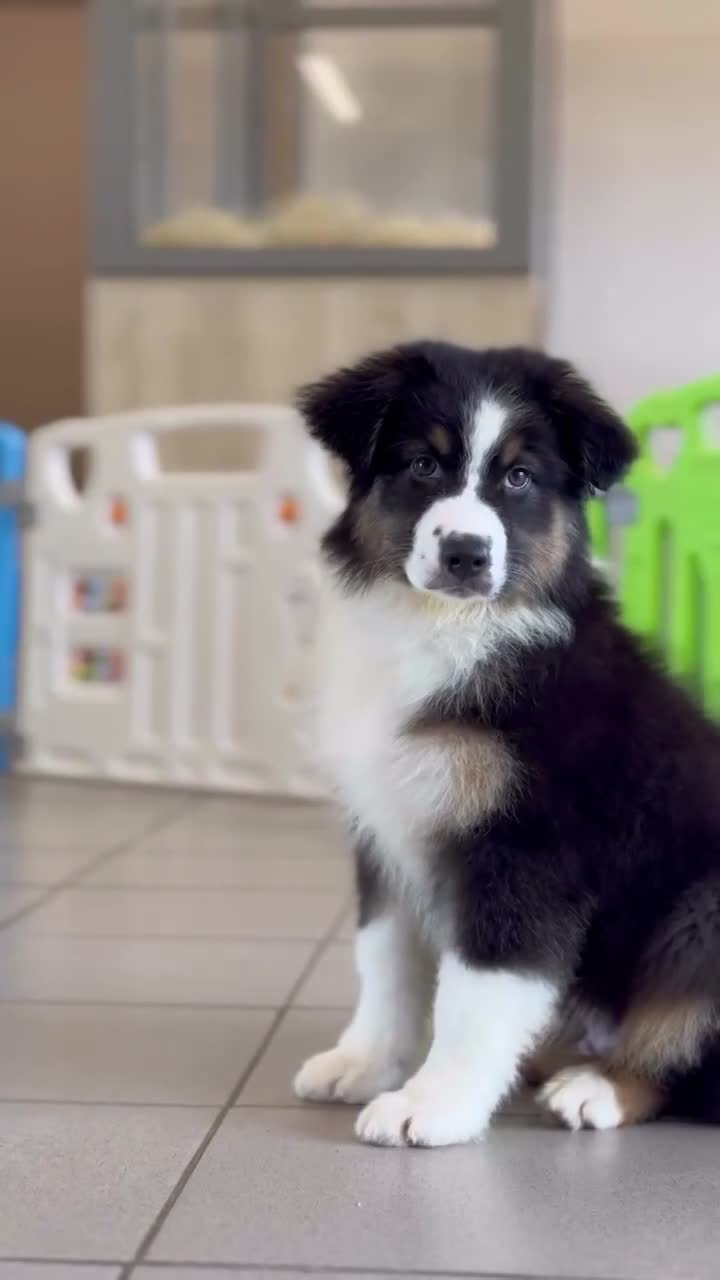 BACCUS, mâle né le 01/01/2026 non LOF (parents LOF)