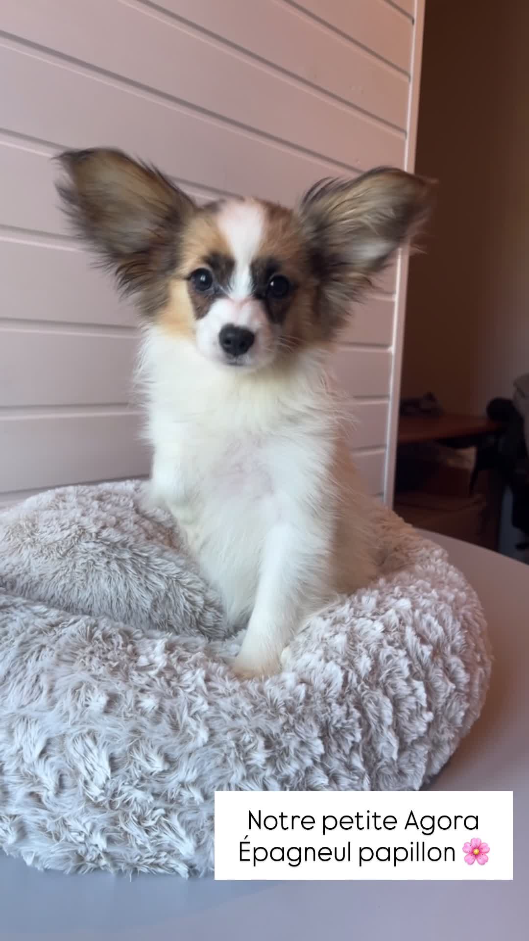 AGORA, femelle née le 07/12/25 LOF
