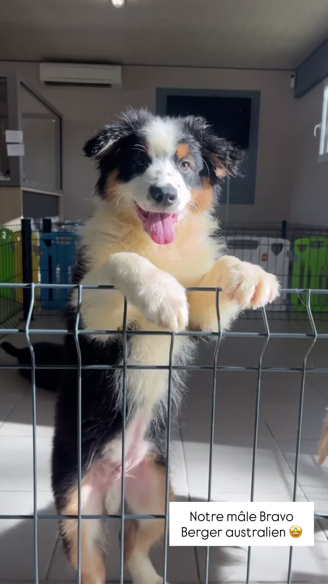 BRAVO, mâle né le 01/01/2026 non LOF (parents LOF)