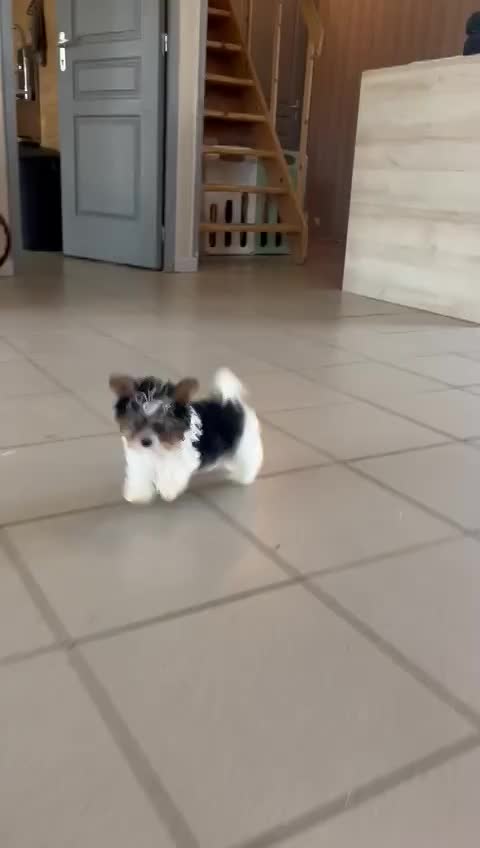 ALEX, mâle né le 30/12/25 non LOF (parents LOF)