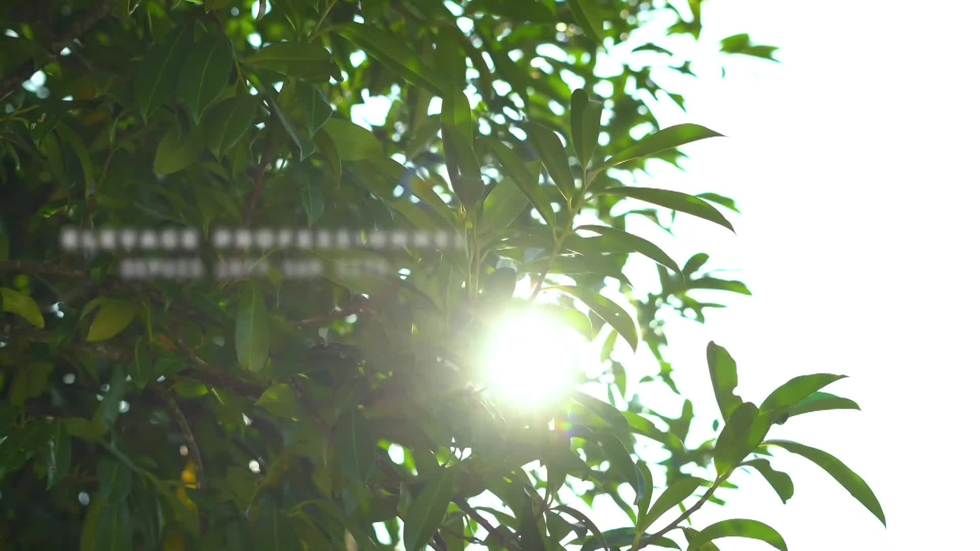 1 rue Copernic 33470 Le TEICH 