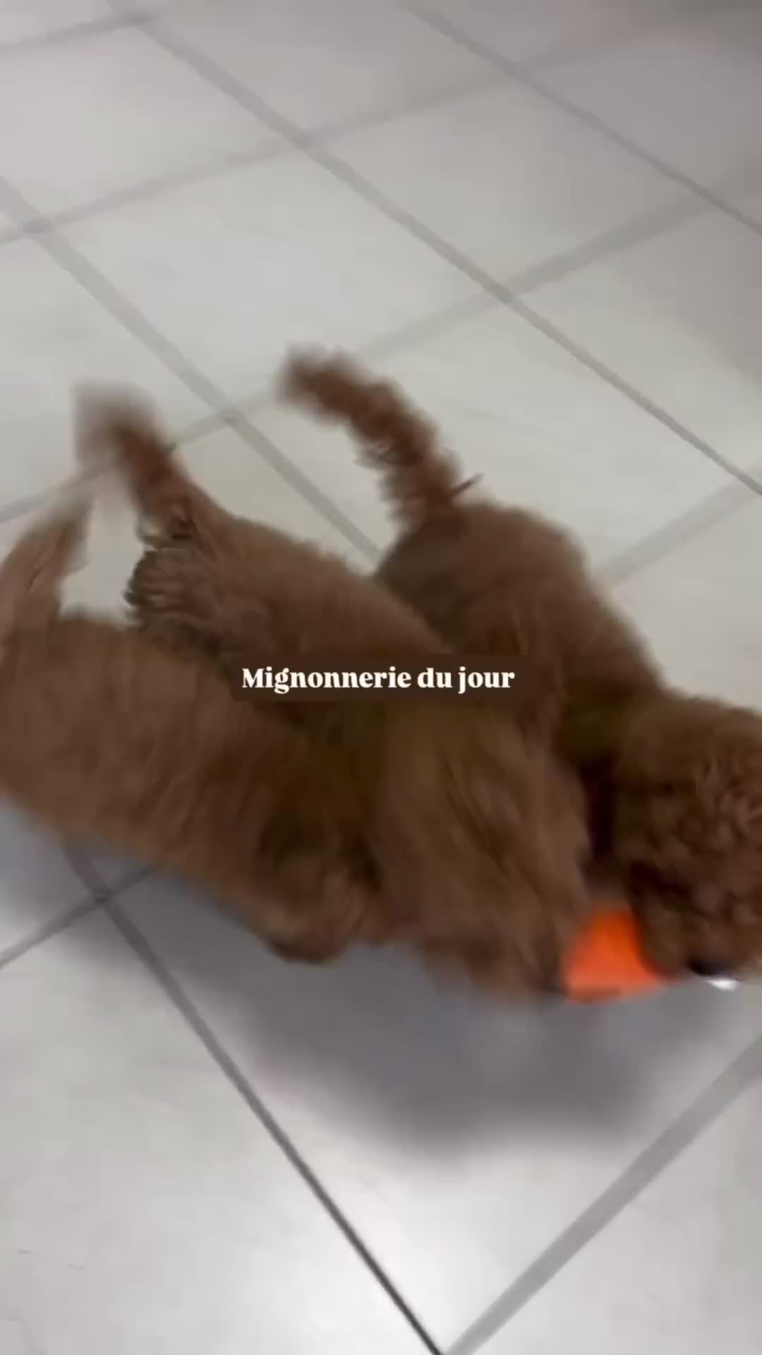 Informations Supplémentaires 