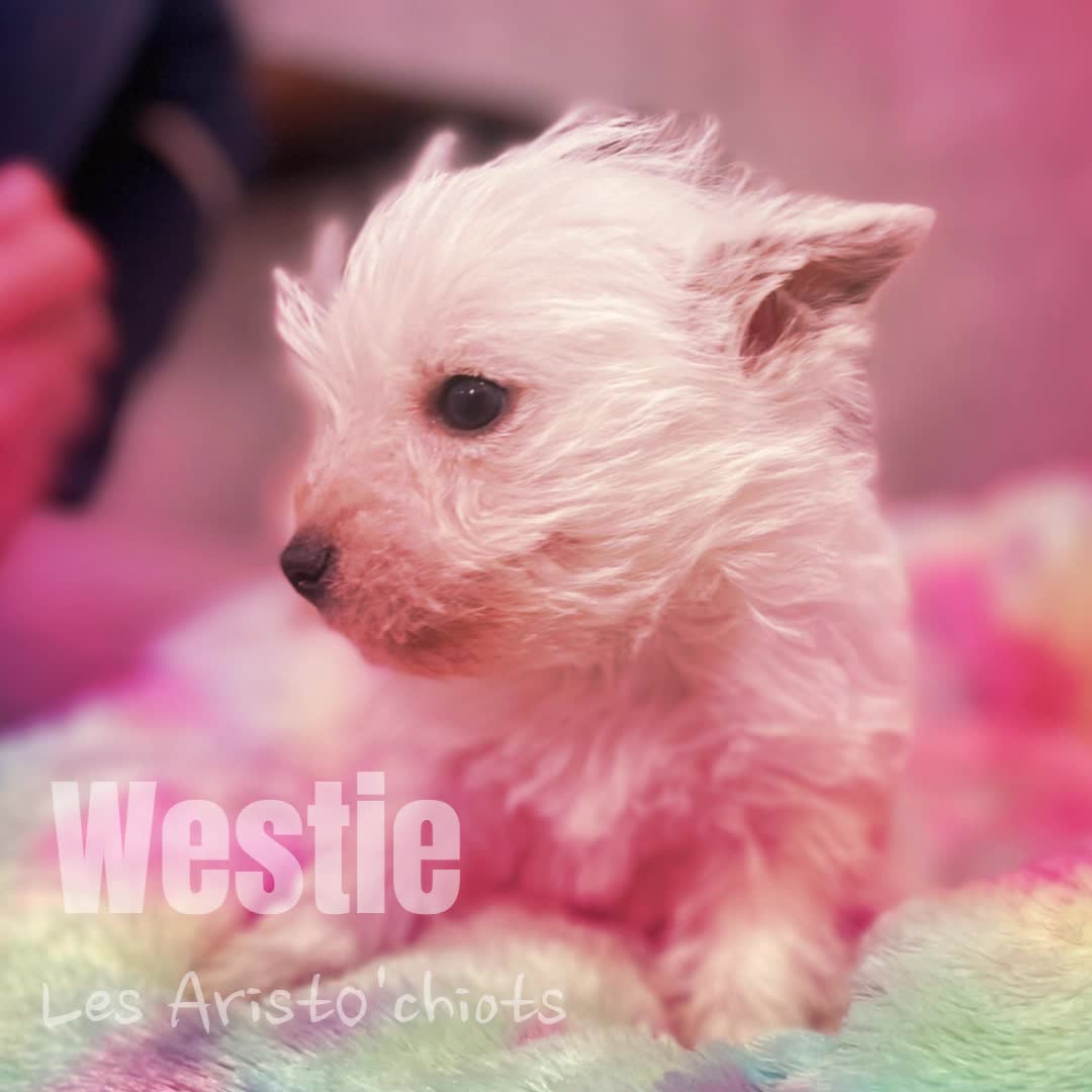 LE WESTIE