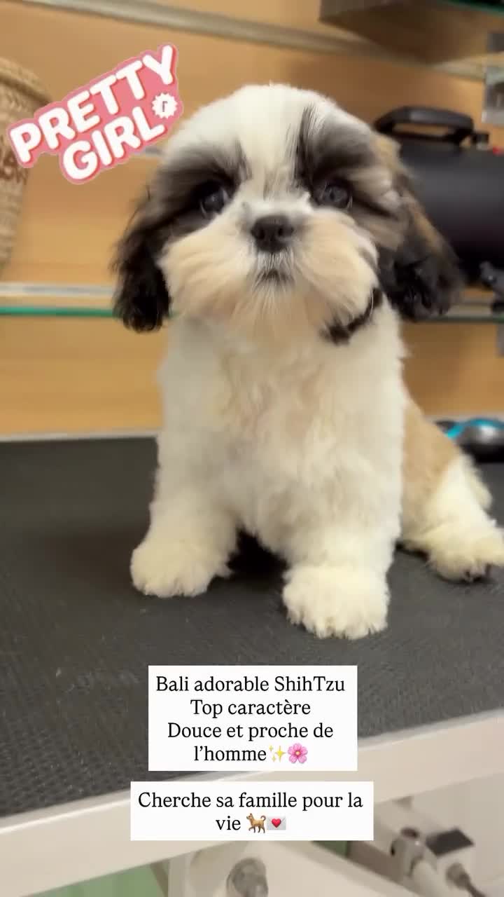 Nos ShihTzu