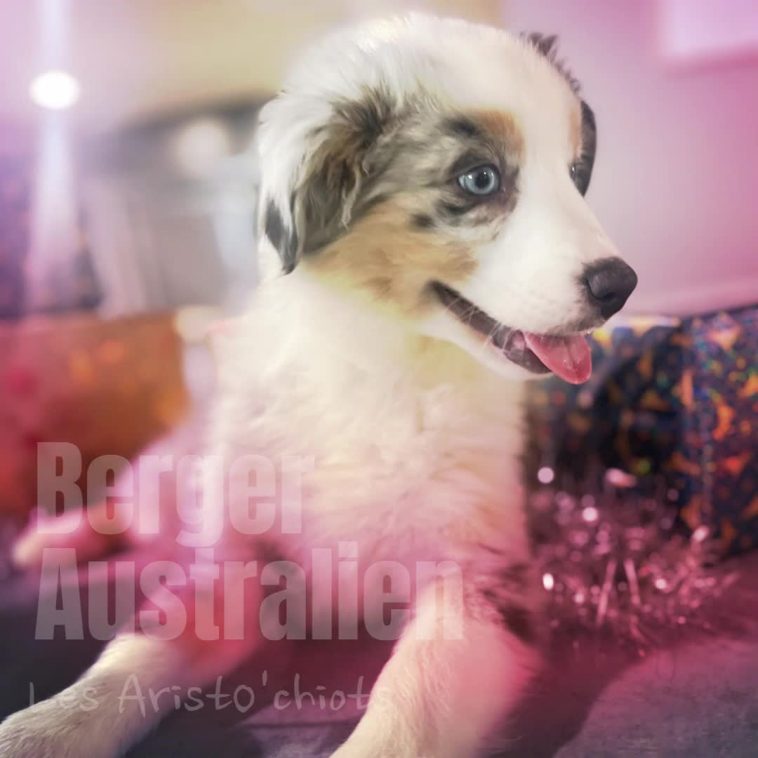 LE BERGER AUSTRALIEN