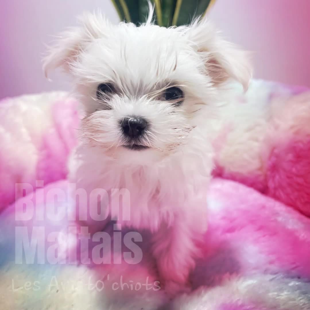 LE BICHON MALTAIS