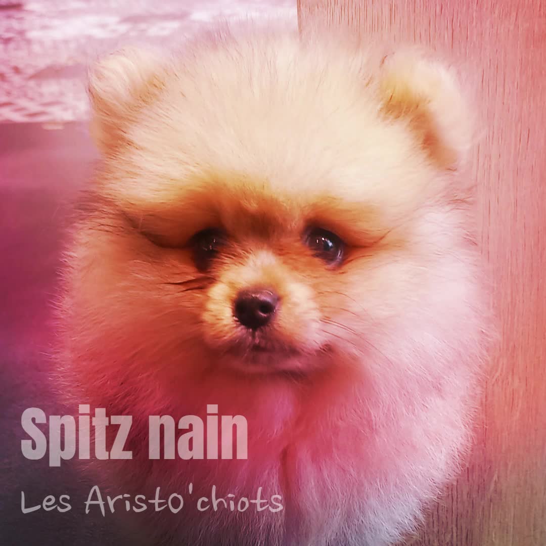 LE SPITZ NAIN