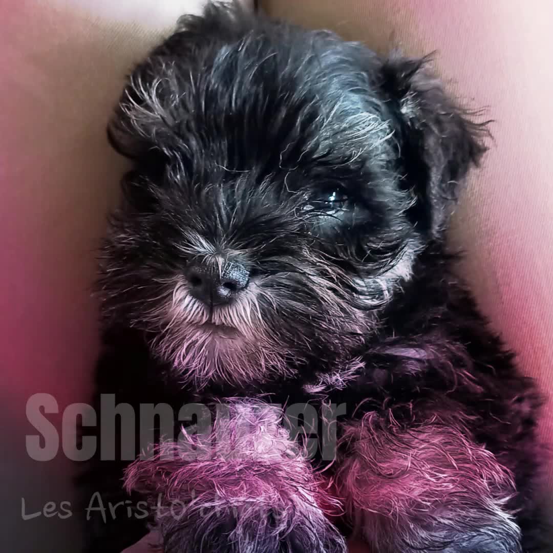 LE SCHNAUZER NAIN 