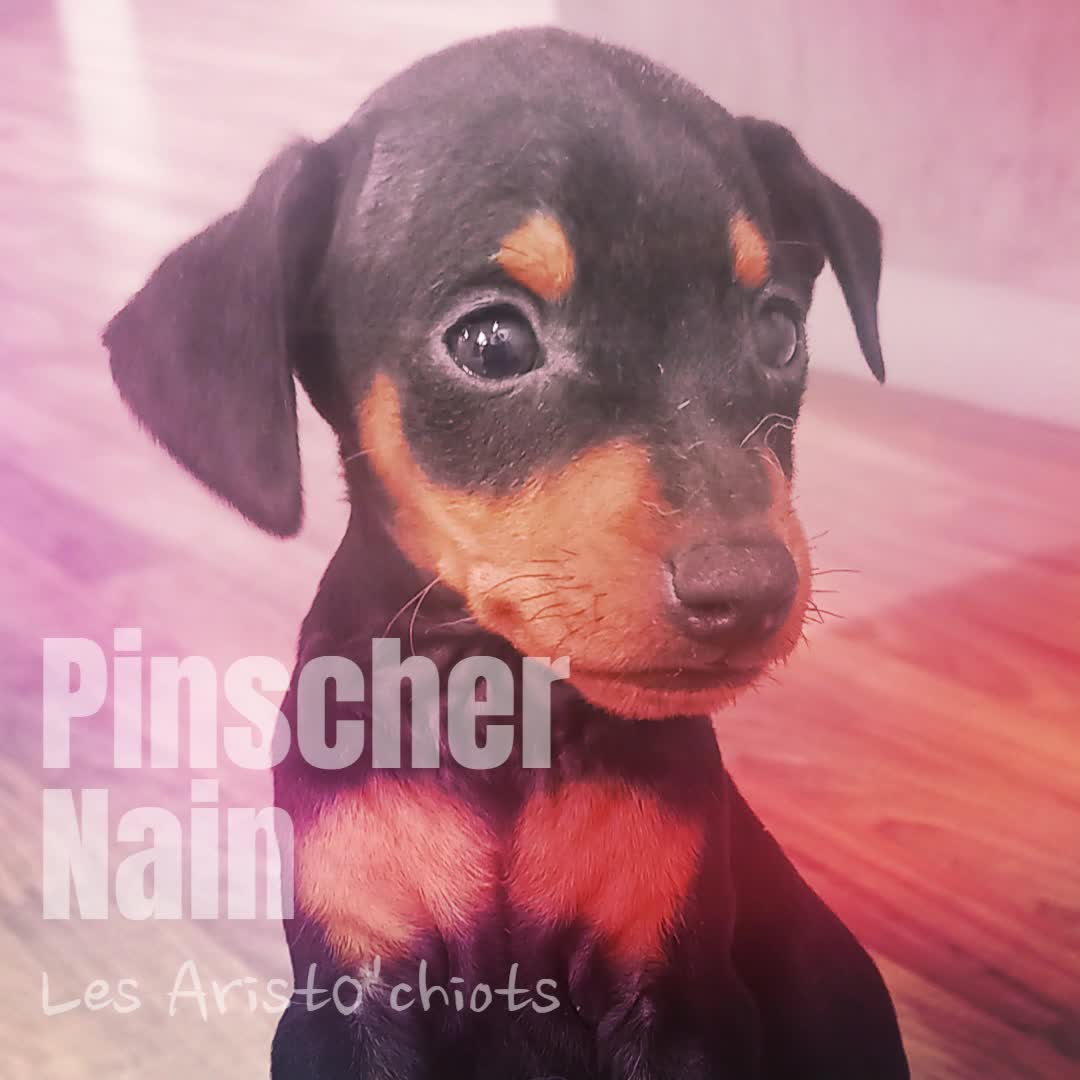 LE PINSCHER NAIN