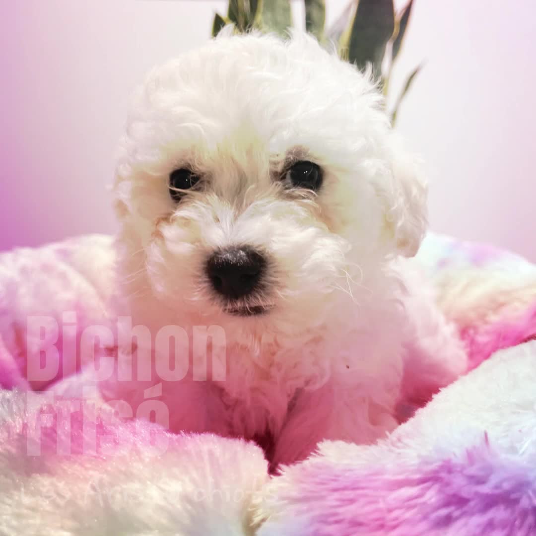 LE BICHON FRISE